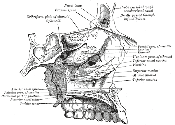 The Interior of the Skull, Roof; floor; and lateral wall of left nasal cavity