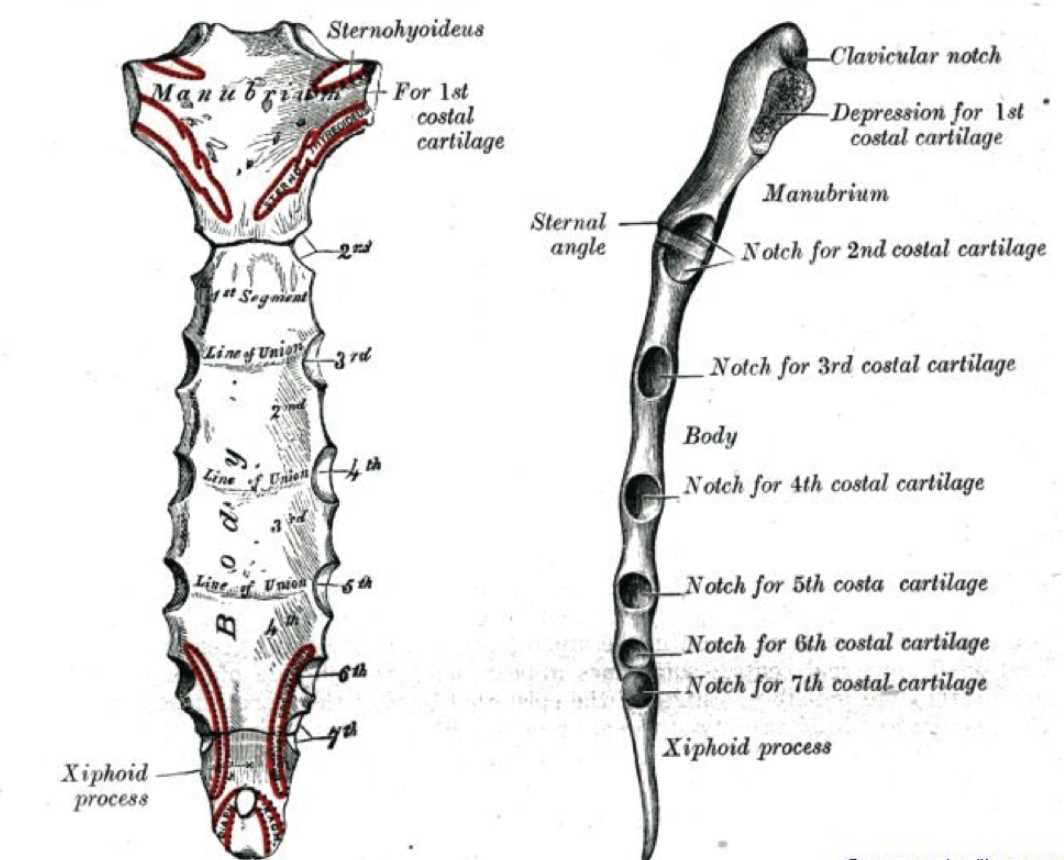 Sternum, Angle of Louis, Manubrium