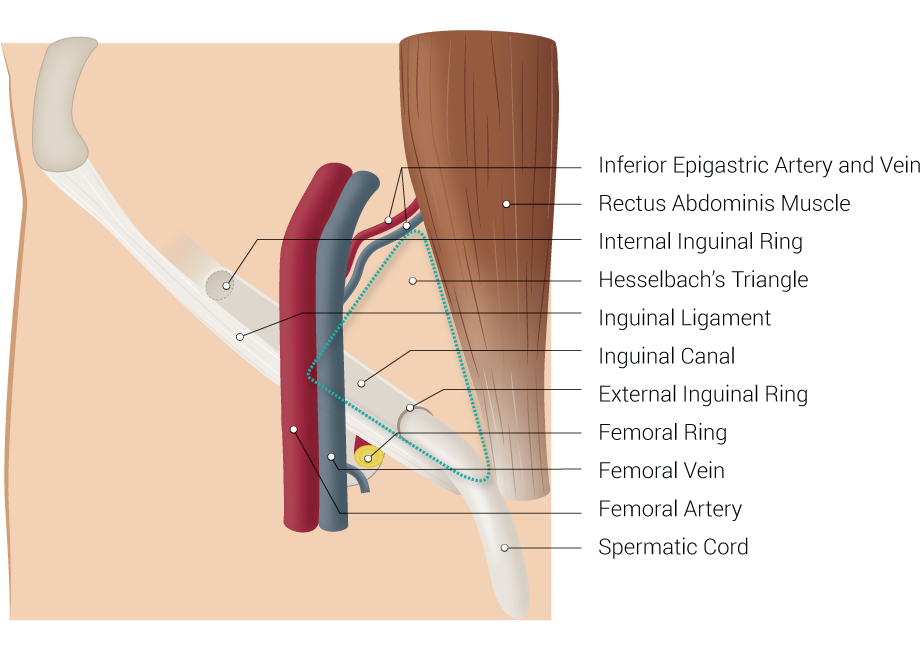 <p>Inguinal Region