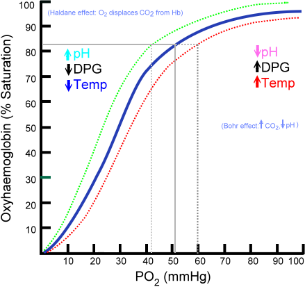 <p>Hemoglobin Dissociation Curve. The dotted red line corresponds with the shift to the right caused by the Bohr effect.</p>