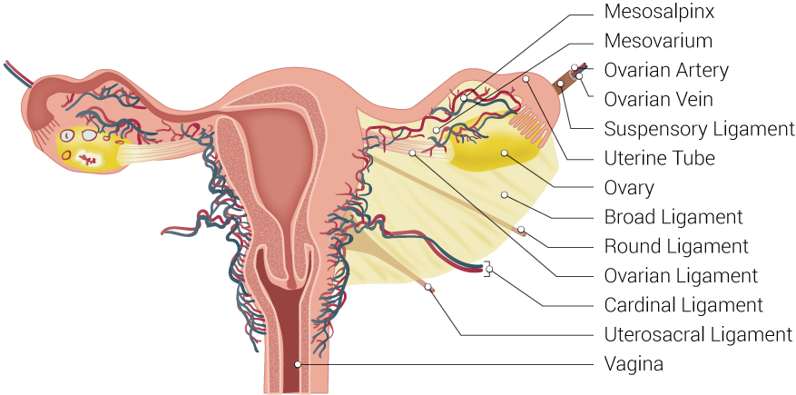 Uterus Ligaments