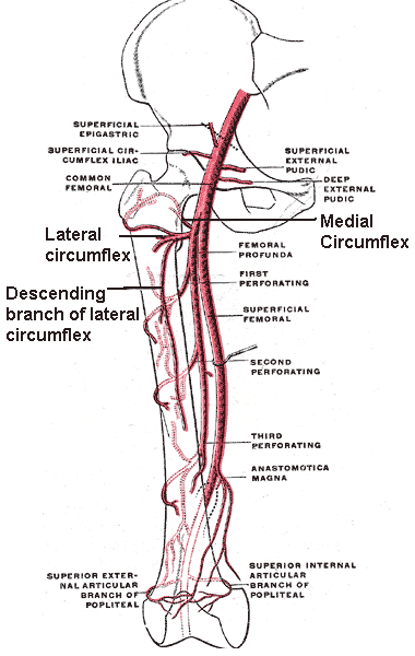 Femoral Artery, Branches of the Femoral Artery and Circumflex