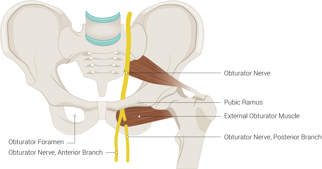 Pelvic Region Anatomy