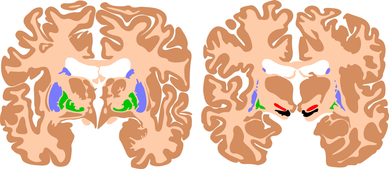 The basal ganglia are instrumental in motor function