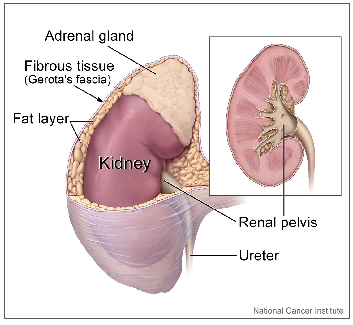 The kidney (including the surrounding fibrous tissue and fat layer, the renal pelvis, and the ureter) and the adrenal gland, as well as a close-up view of the renal pelvis