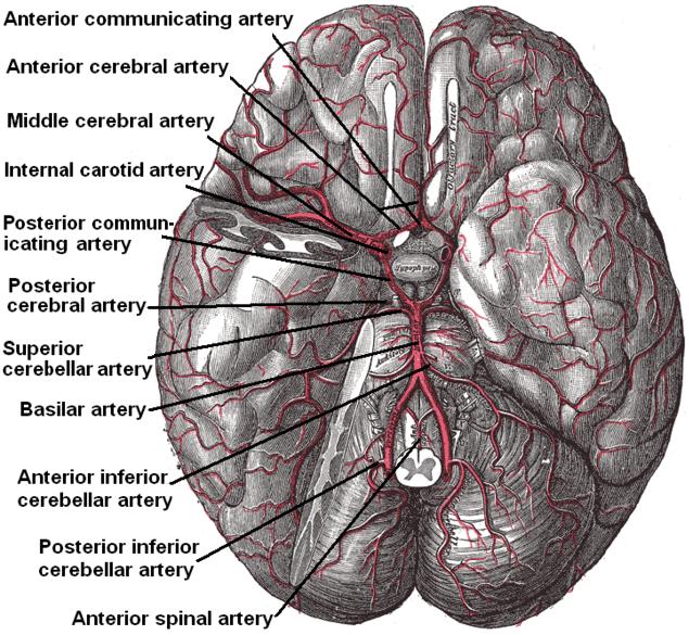 The brain and arteries at base of the brain