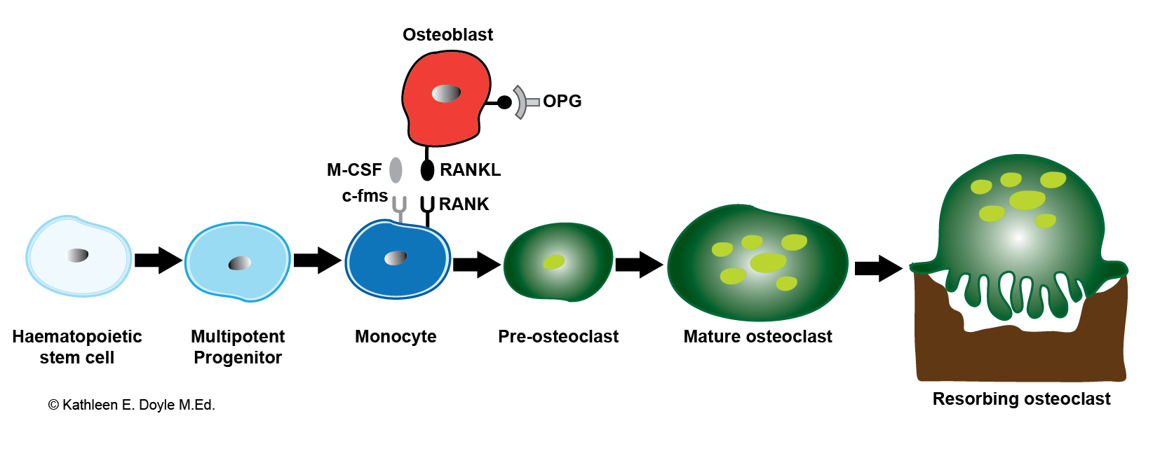 Osteoclastogenesis