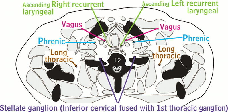 Nerves of Thorax Aquino, Stellate ganglion nerve, Inferior cervical fused with 1st thoracic ganglion, Long thoracic nerve, Ph