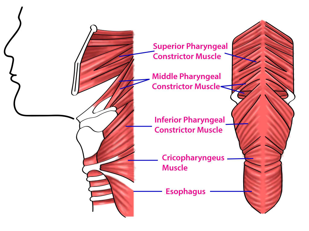 Superior, Middle, and Inferior Pharyngeal Muscles and Cricopharyngeus Muscle.