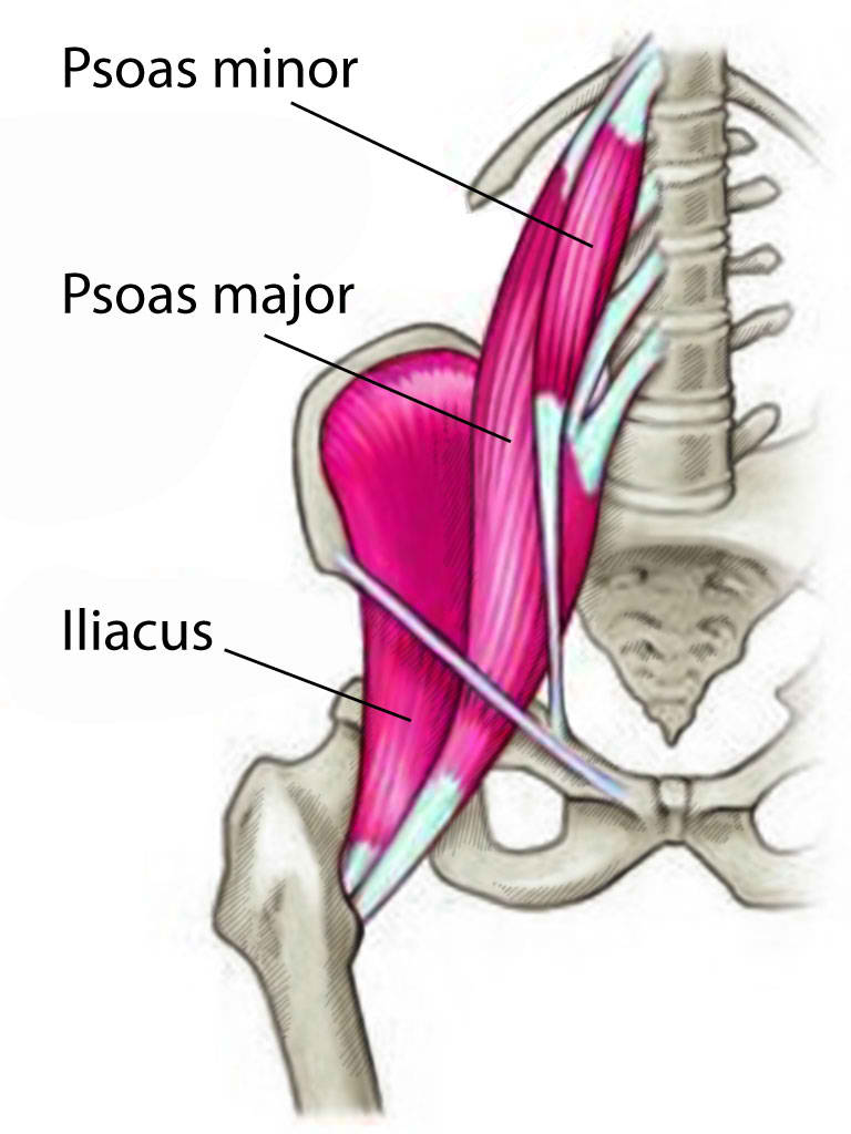 Psoas Major and Minor Muscles and Iliacus Muscle