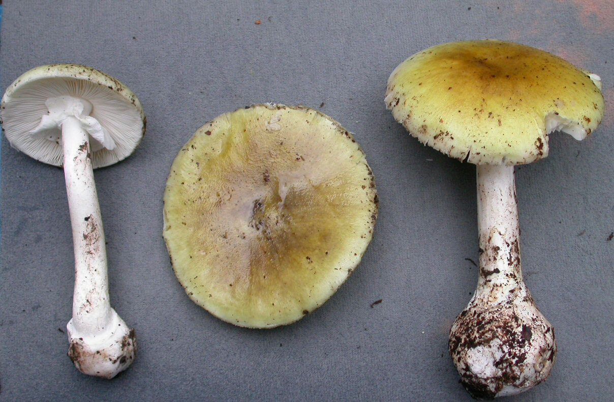 Amanita Phalloides