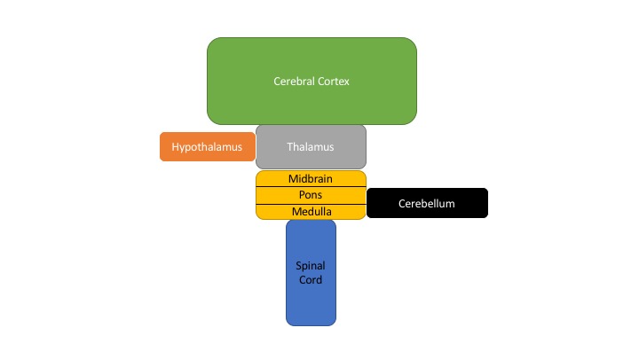 Schematic diagram of the major CNS components