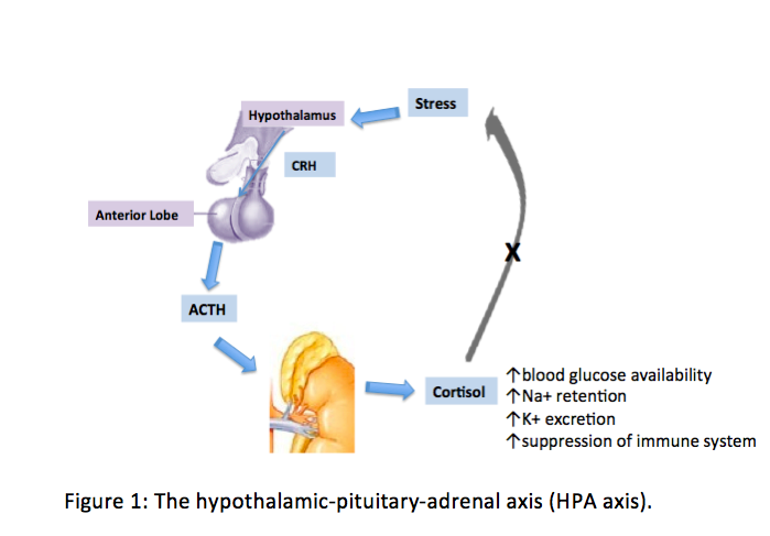 <p>The Hypothalamic-Pituitary-Adrenal Axis</p>