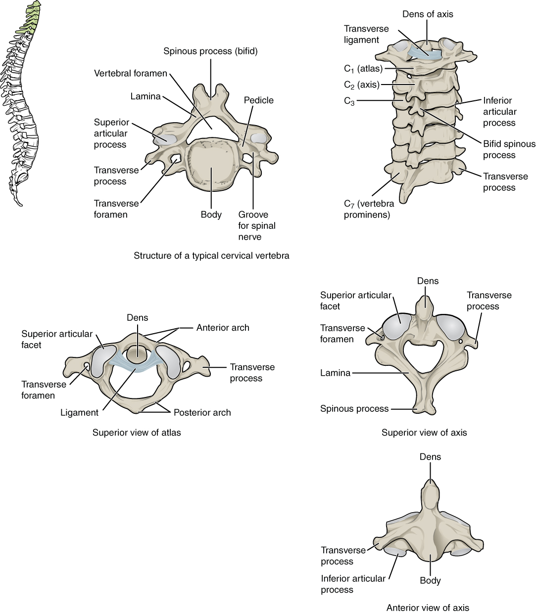 <p>Cervical Vertebrae