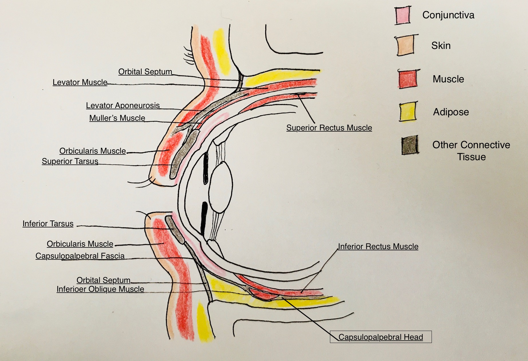 Eyelid Anatomy