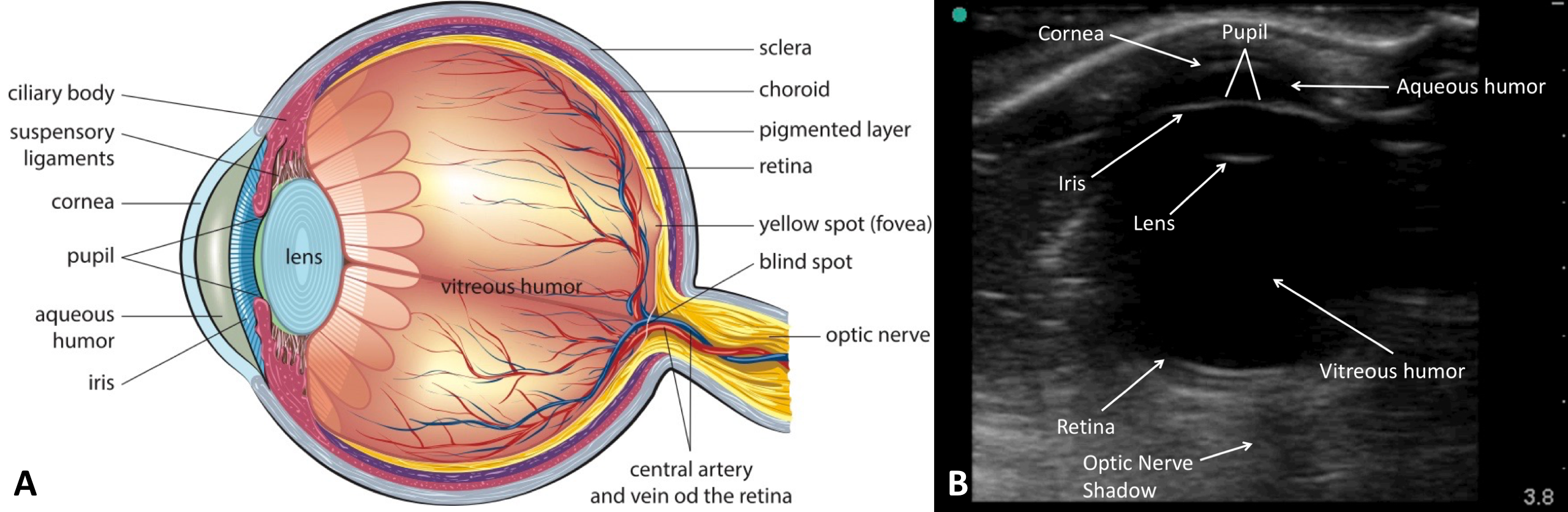 Ocular Diagram