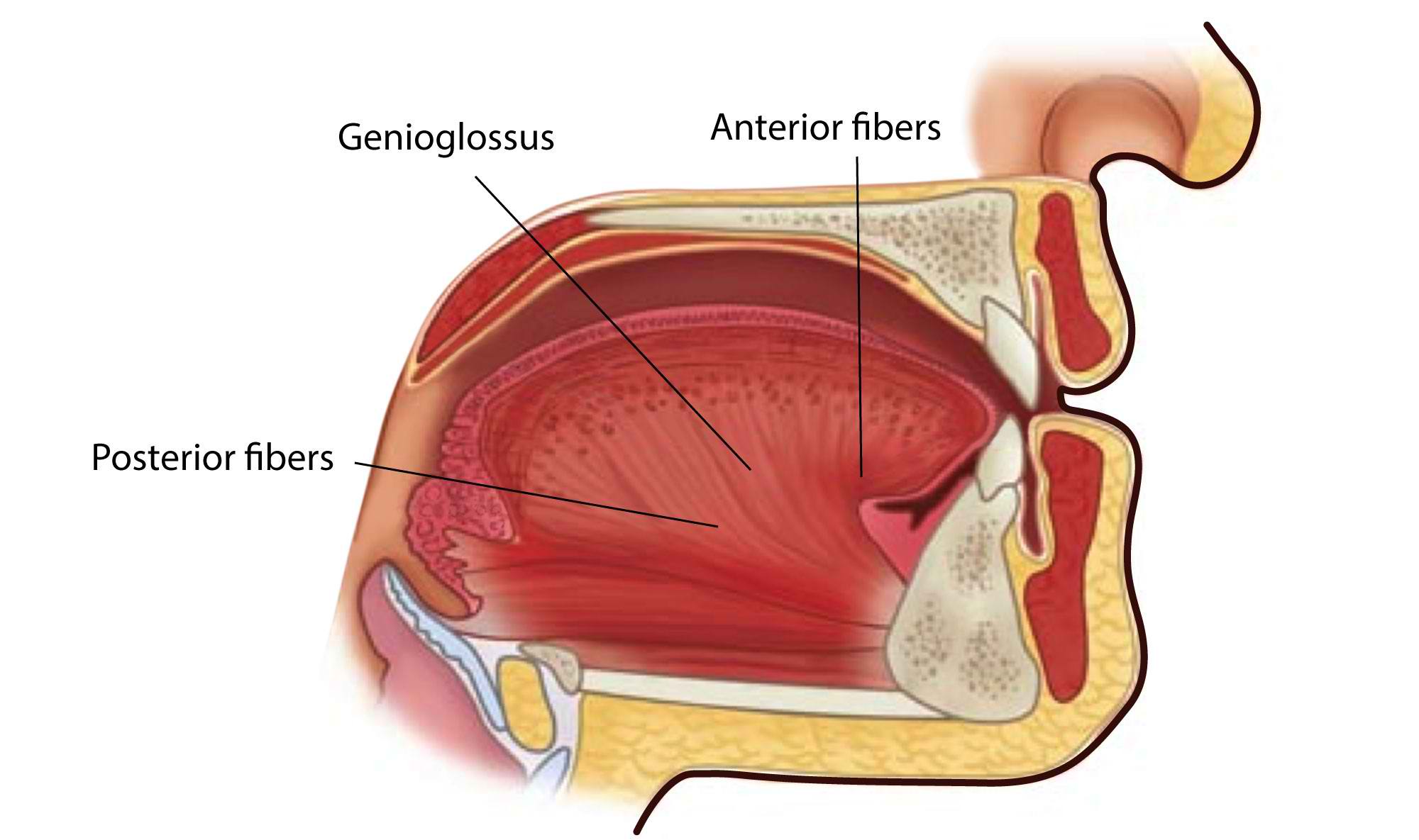 Genioglossus Muscle