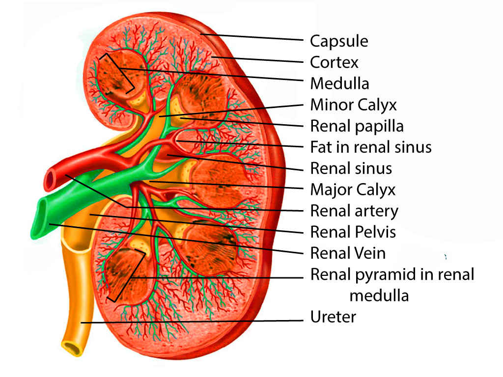 Kidney Anatomy