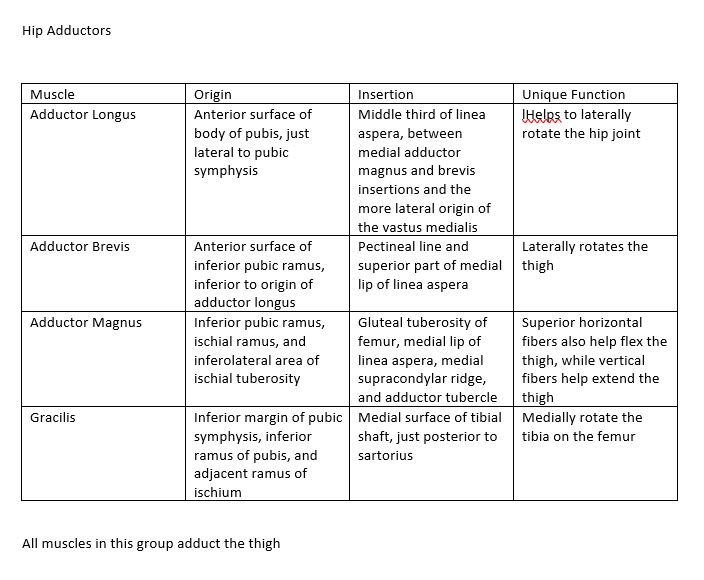 Table of the  Adductor origin, insertions and unique functions