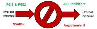 Effect of common medications on glomerular capillary beds, afferent (left) and efferent (right)