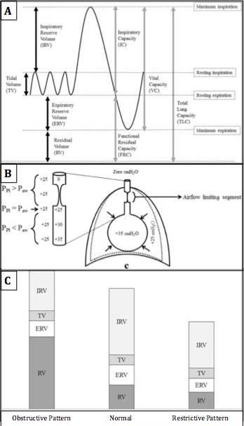 A) Standard lung volumes and capacities B) Lung pressures at forceful expiration C)Typical changes in lung volumes seen in re