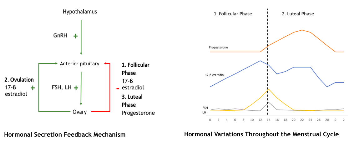 Hormone secretion feedback system; Hormone variation throughout the menstrual cycle