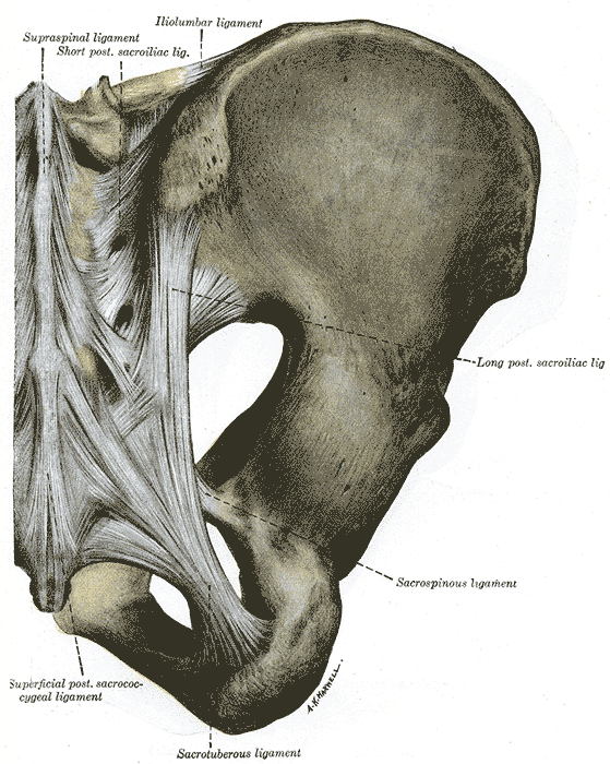 Illustration of a posterior view of the sacroiliac joint, illustrating it's associated ligaments including the sacrospinous and sacrotuberous ligaments