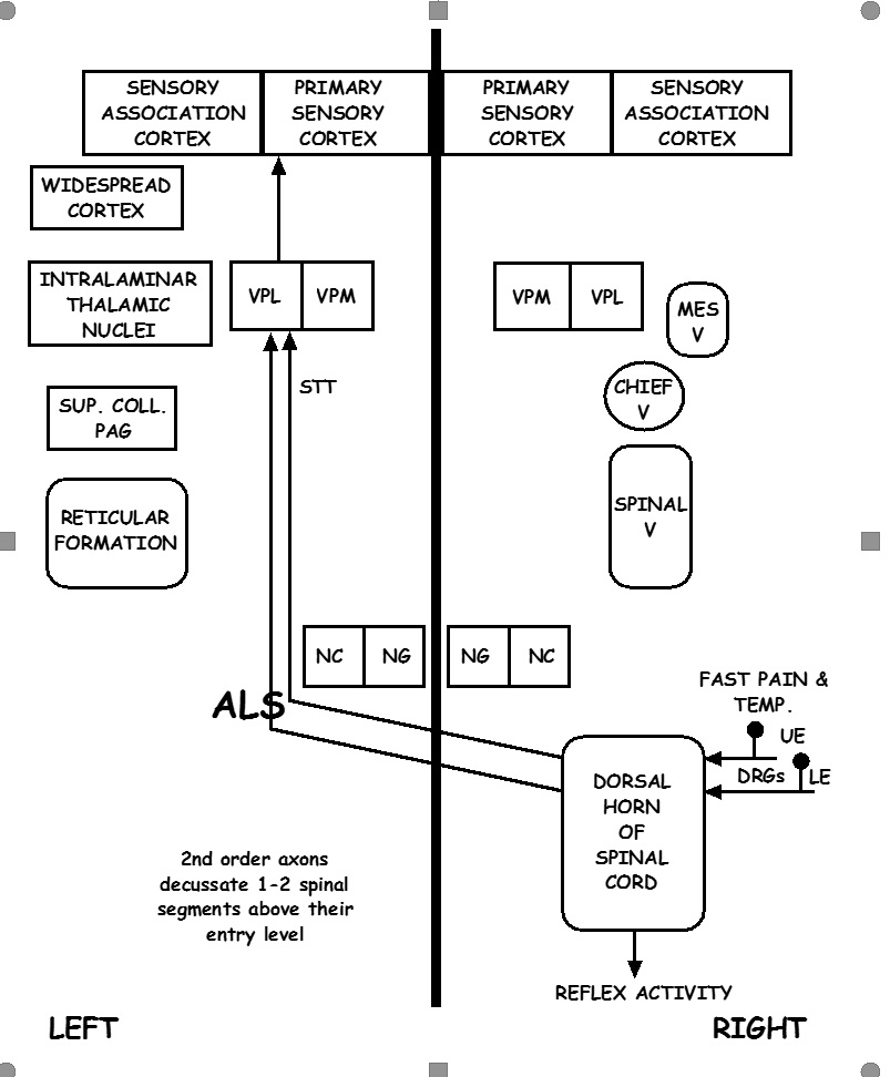 The diagram illustrates the spinothalamic tract pathway as part of the anteriolateral system