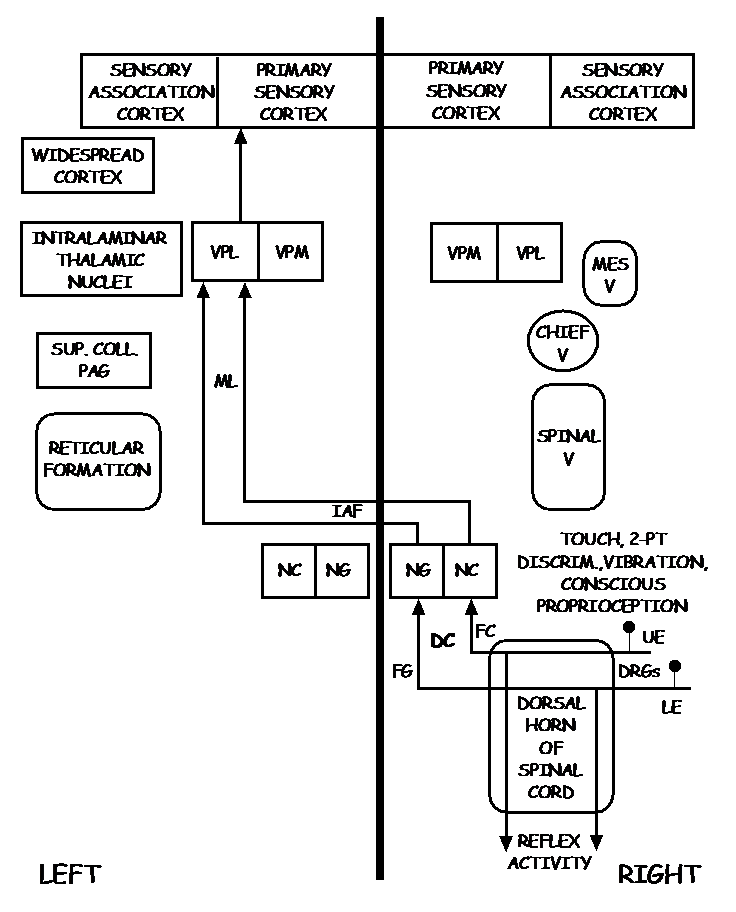 This diagram illustrates the pathway of the dorsal column medial lemniscus (posterior column pathway) in a schematic fashion