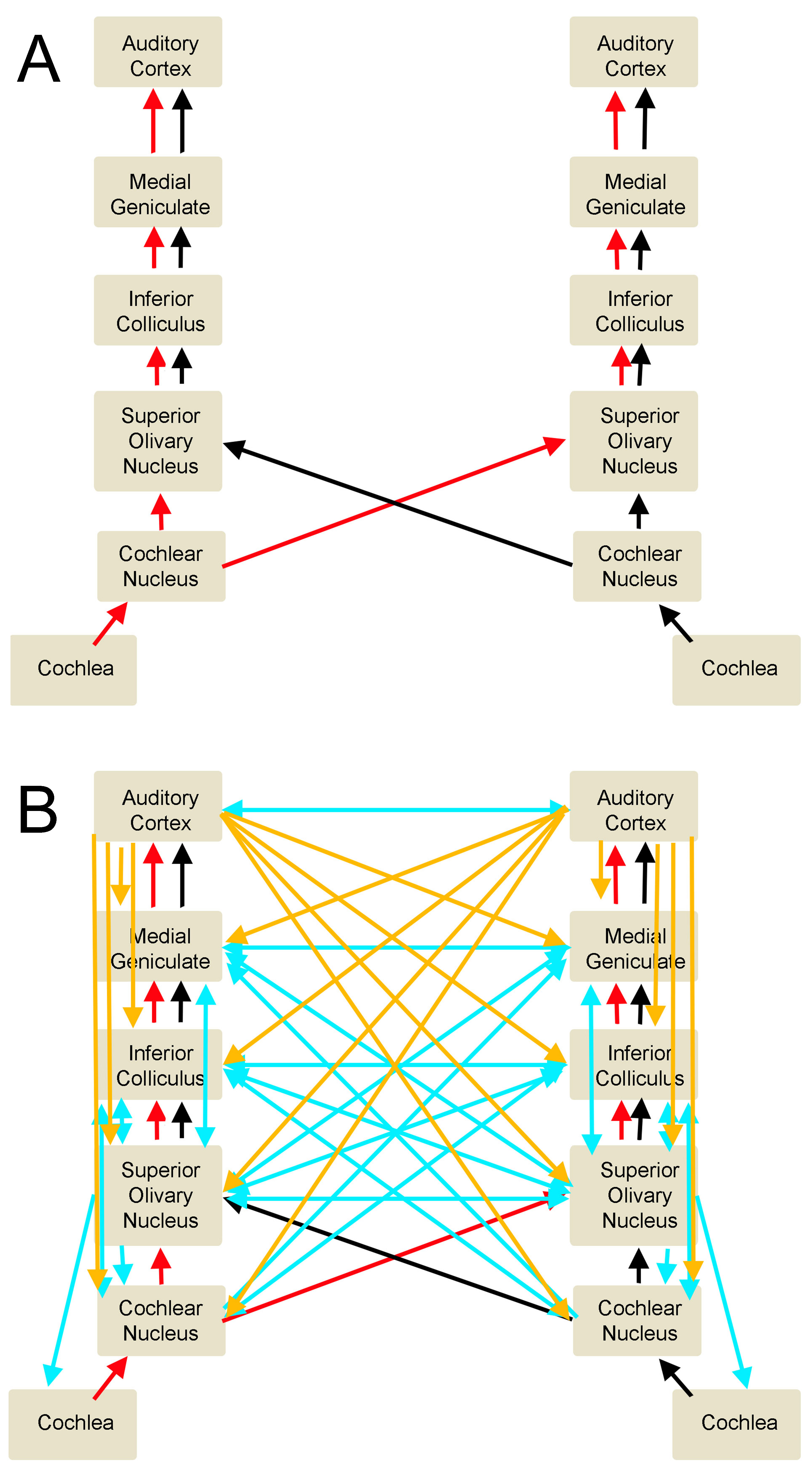 Auditory Circuits