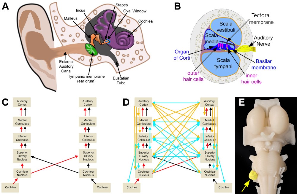 Auditory Circuits