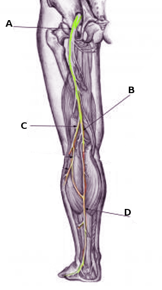 Sural nerve