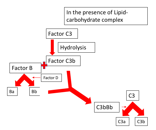 Opsonization- complement system