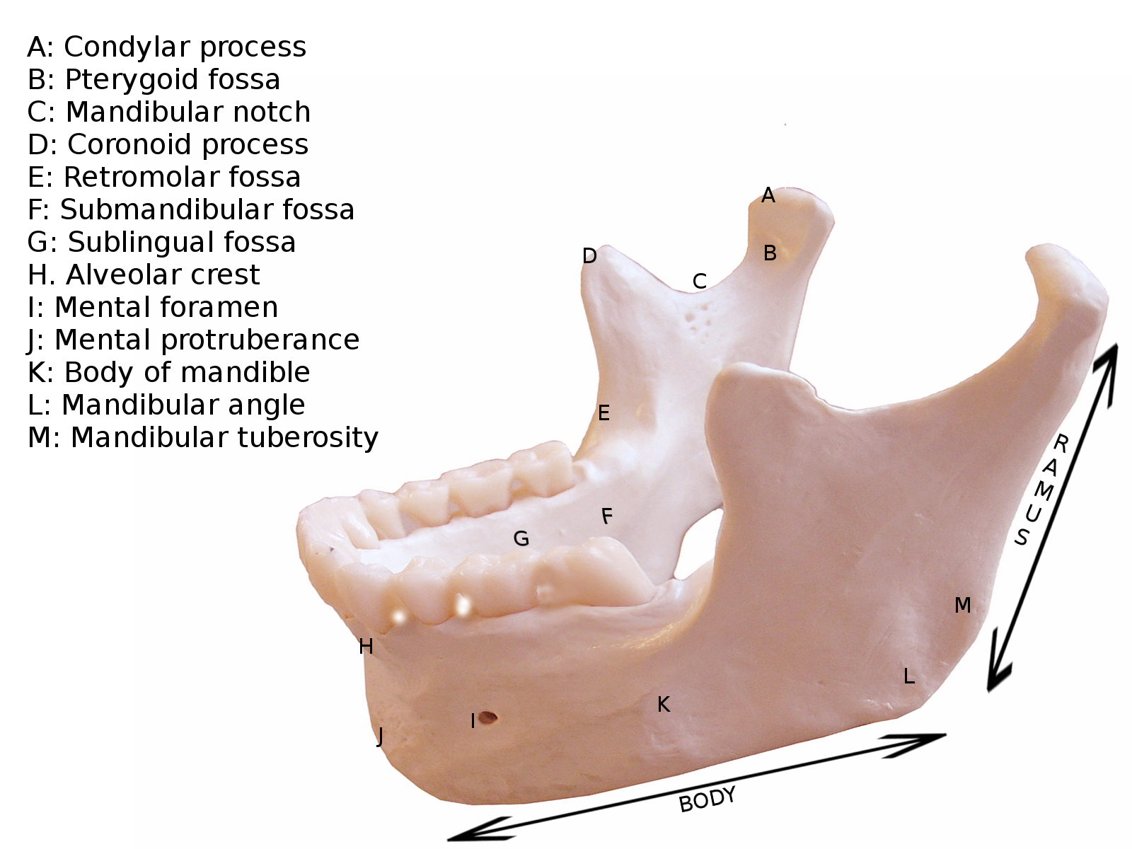 Mandible labeled