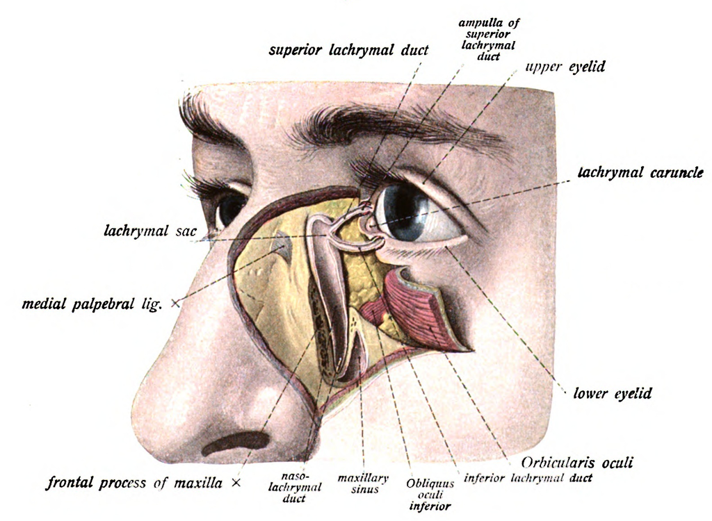 Opening of the nasolacrimal duct