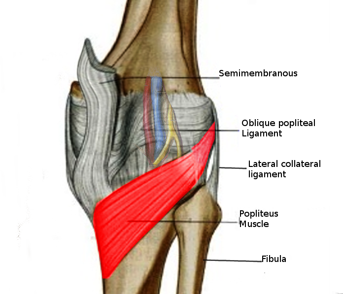 Popliteus muscle