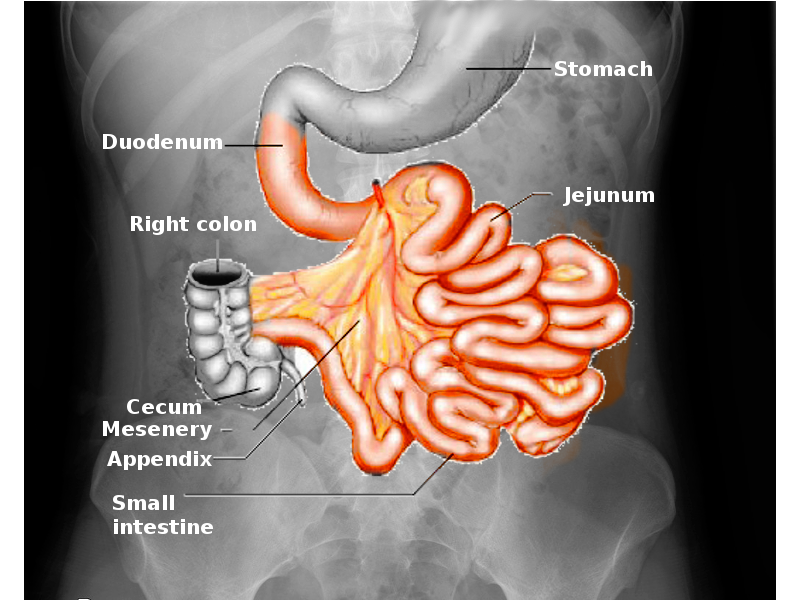 Small intestine