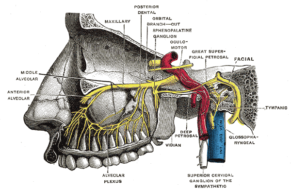 Depiction of the pterygopalatine ganglion, including the deep petrosal nerve and vidian nerve.