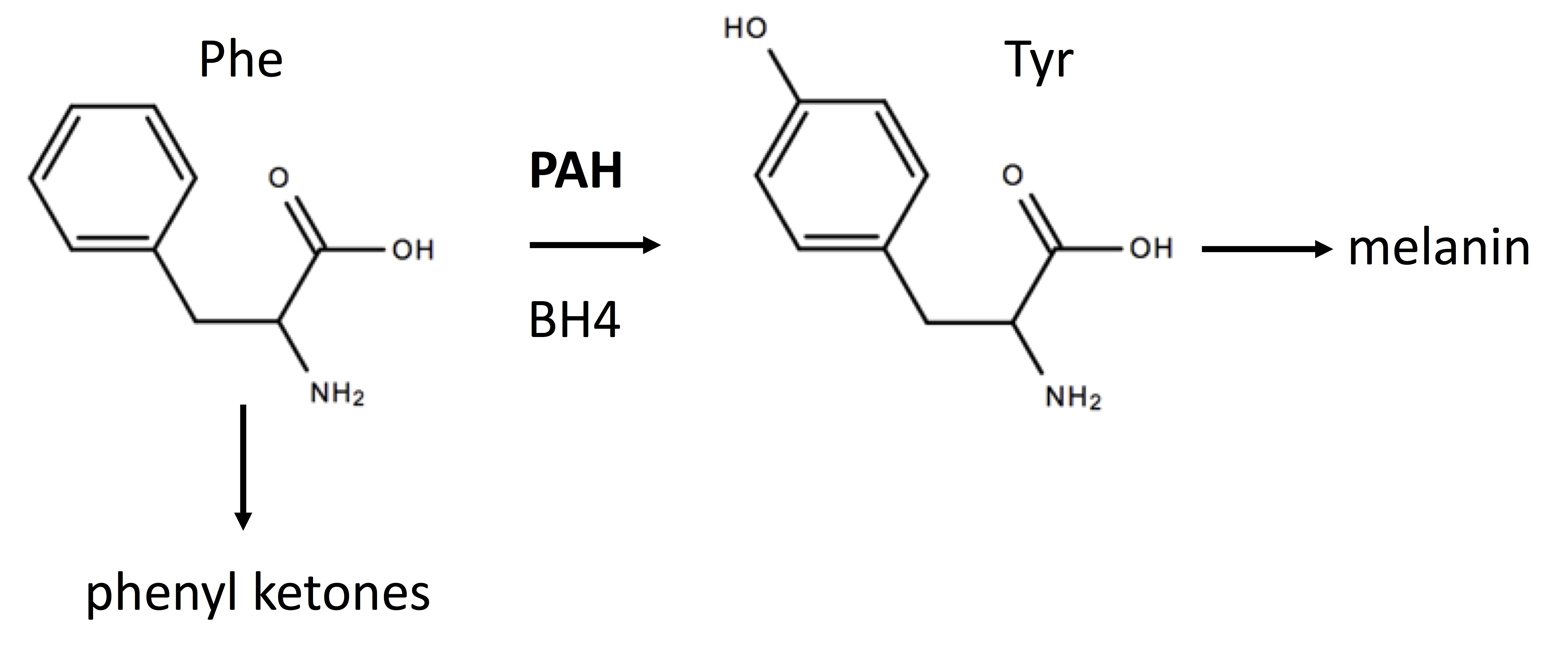 PKU and role of PAH, BH4, melanin and phenyl ketones