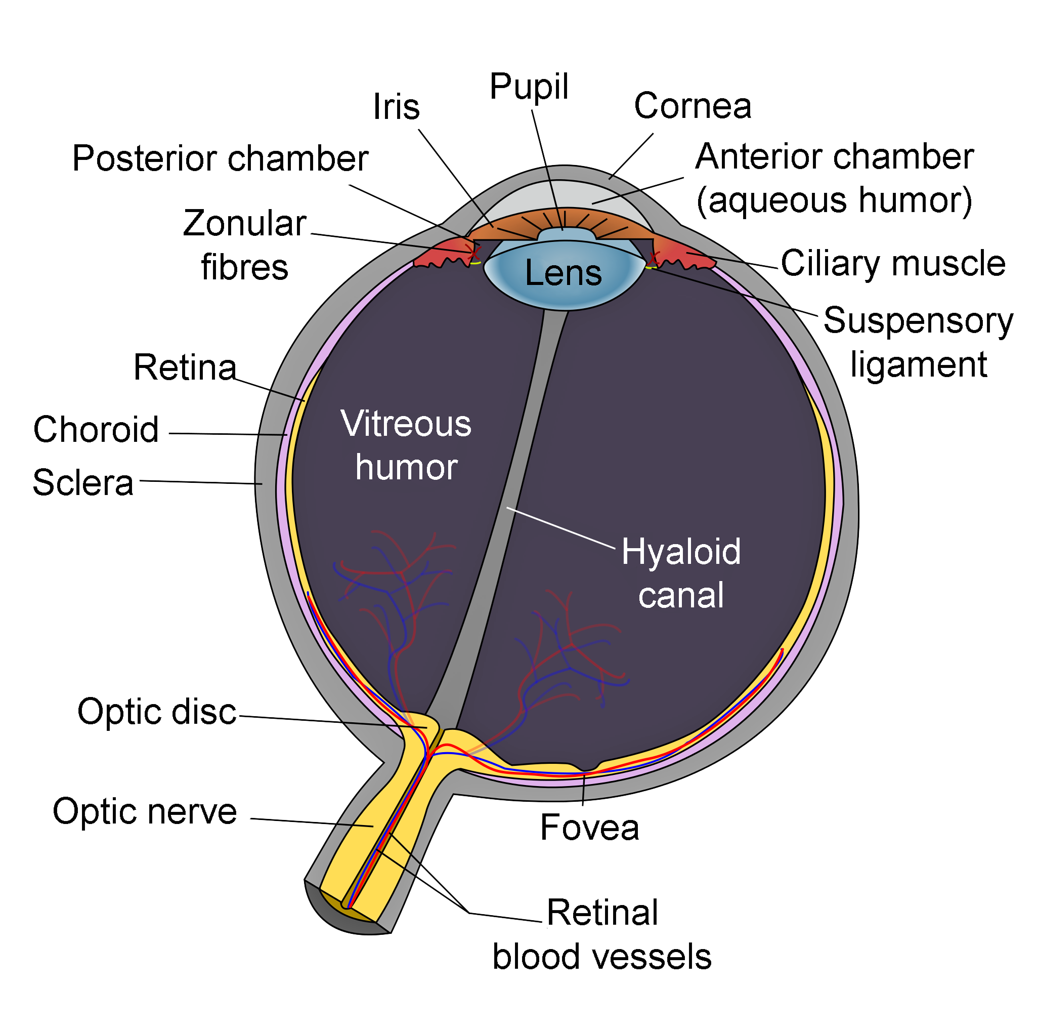 <p>Schematic of Eye Anatomy