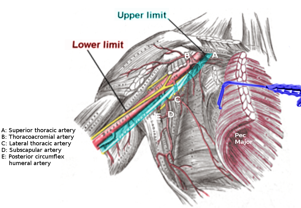 <p>Axillary Artery