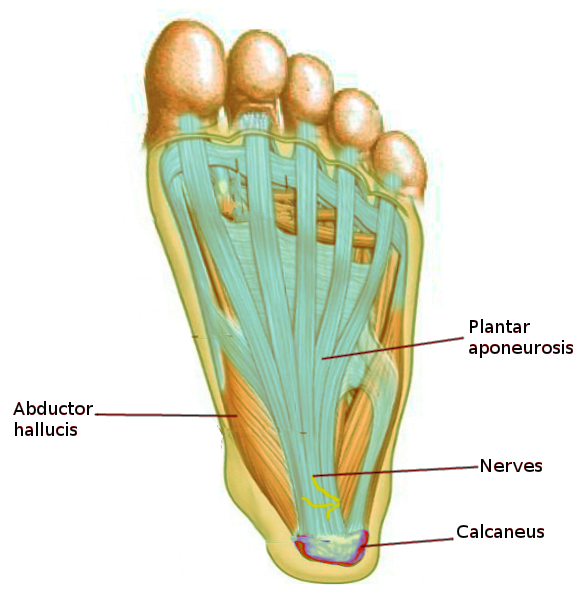 Plantar Fascia