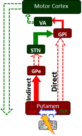 The basal ganglia circuitry as it is affected in Parkinson's disease