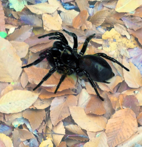 Funnel web spider