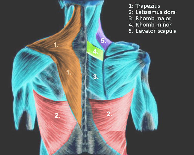 Extrinsic back muscles