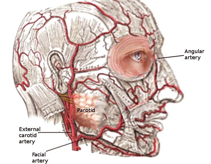 Facial artery