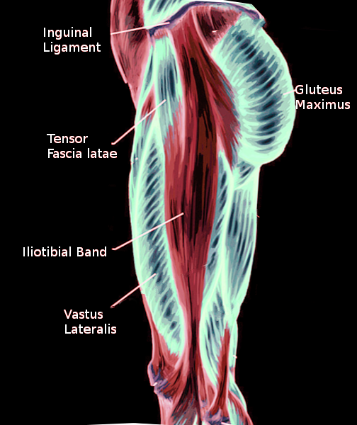 Iliotibial band