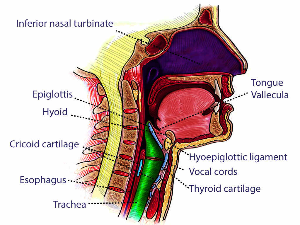 Neck Cross Section