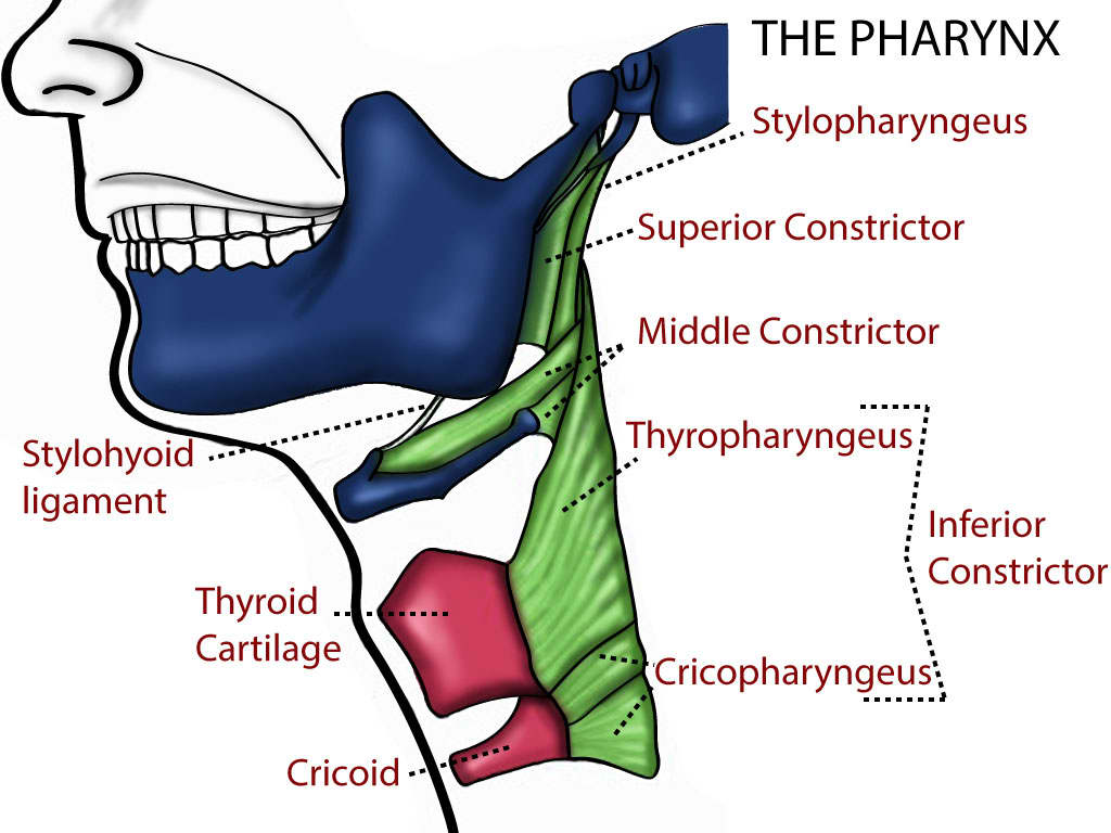 Pharynx