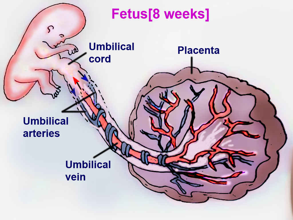 Fetal Circulation